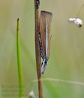 Agriphila_selasella_hy3224