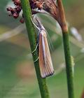 Agriphila_selasella_hy3227