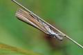 Agriphila_selasella_hy3228