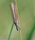 Agriphila_selasella_hy3235