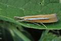 Agriphila_selasella_hy3562