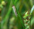 Agriphila_straminella_bs3845