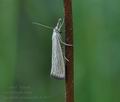 Agriphila_straminella_bs3847