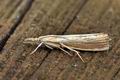 Agriphila_straminella_bu7684