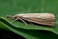 Agriphila_straminella_cd8873s