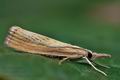 Agriphila_straminella_ce3122s