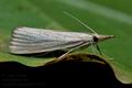 Agriphila_straminella_ce5476s