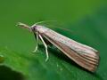 Agriphila_straminella_ck9710s