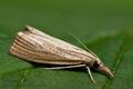 Agriphila_straminella_cn8361s