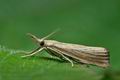 Agriphila_straminella_cx3607s