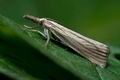 Agriphila_straminella_cx3922s