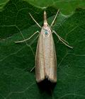 Agriphila_straminella_jb8062s