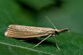 Agriphila_straminella_jc0601s