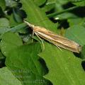 Agriphila_tristella_af7223