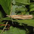 Agriphila_tristella_af7225