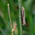 Agriphila_tristella_al8103