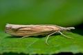 Agriphila_tristella_cf0721s