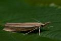 Agriphila_tristella_co5477s