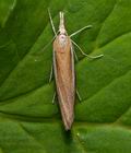 Agriphila_tristella_cp6976s