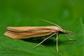 Agriphila_tristella_cp7052s