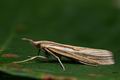 Agriphila_tristella_cp8454s