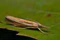 Agriphila_tristella_cr0991s