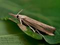 Agriphila_tristella_cu5546s