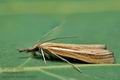 Agriphila_tristella_cz0801s