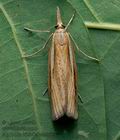 Agriphila_tristella_cz0818s