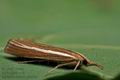 Agriphila_tristella_cz2253s