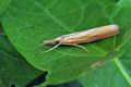 Agriphila_tristella_hy5819