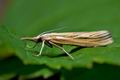 Agriphila_tristella_jd2818s