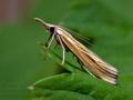 Agriphila_tristella_jd2840s