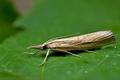 Agriphila_tristella_jd2855s