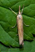 Agriphila_tristella_jd2868s