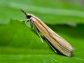 Agriphila_tristella_jf5985s