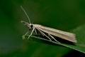 Agriphila_tristella_jj6547s