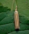 Agriphila_tristella_jj6594s