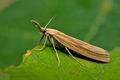 Agriphila_tristella_jj7764s