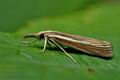 Agriphila_tristella_jj9226s