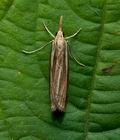 Agriphila_tristella_jj9255s