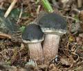 Agrocybe_erebia_cr4537s