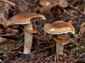 Agrocybe_erebia_cr6163s