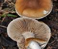 Agrocybe_erebia_cr6186