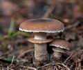 Agrocybe_erebia_cr6192s