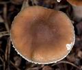 Agrocybe_erebia_cr6206s