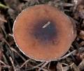 Agrocybe_erebia_cr6214s