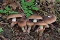 Agrocybe_erebia_cr6246s