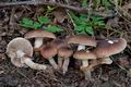 Agrocybe_erebia_cr6260s