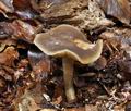 Agrocybe_firma_ca3323